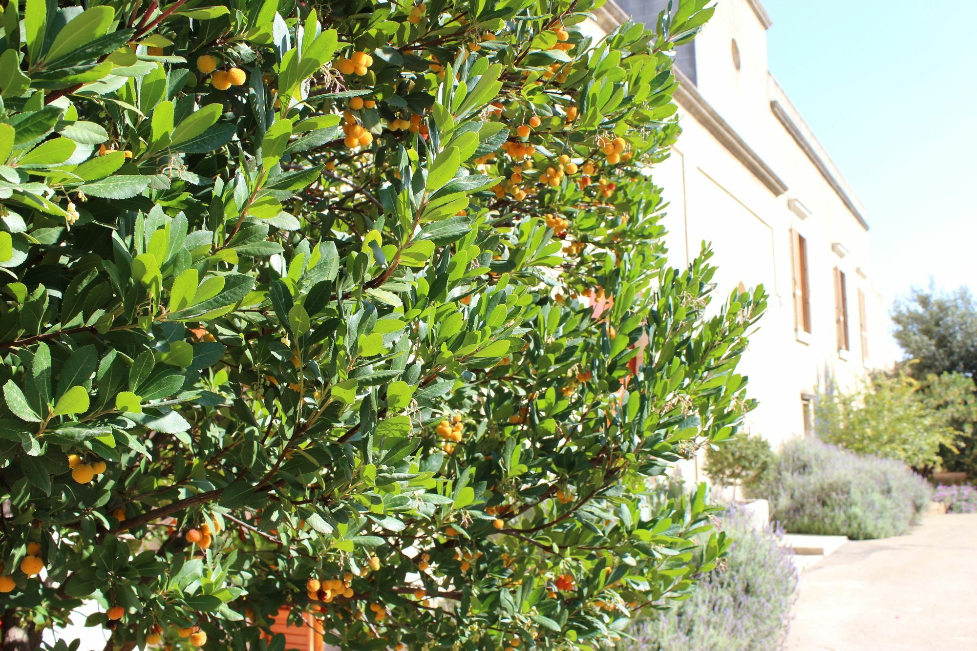 Farm stay Masseria Pagani Nardo